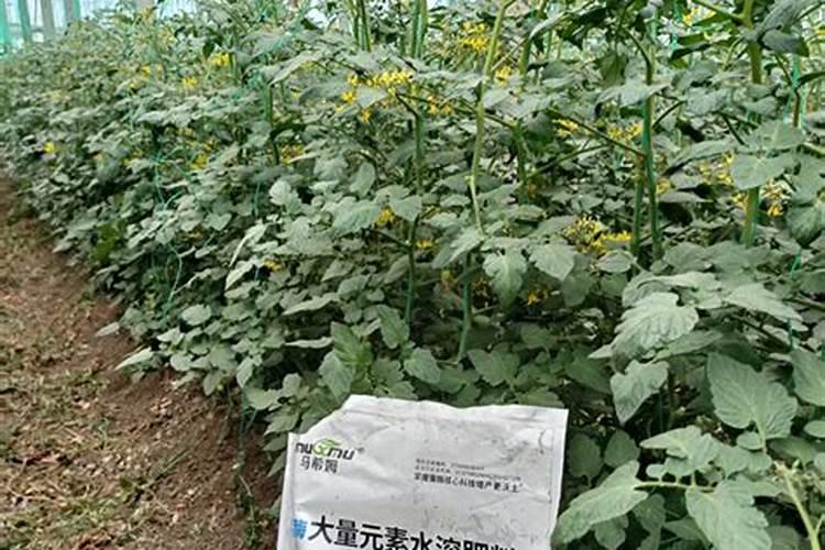 鸡头根种植的前景如何