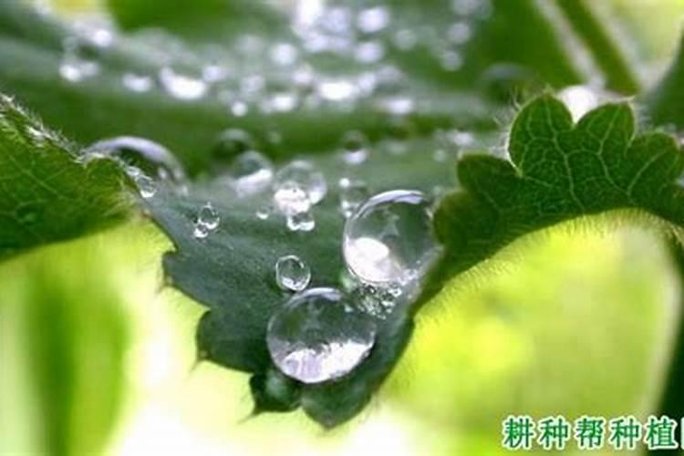 简单的家庭自制氮肥 氮肥在家怎么种植的