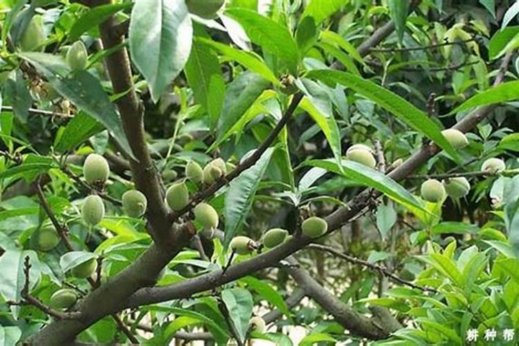 茄子开花期需施什么肥