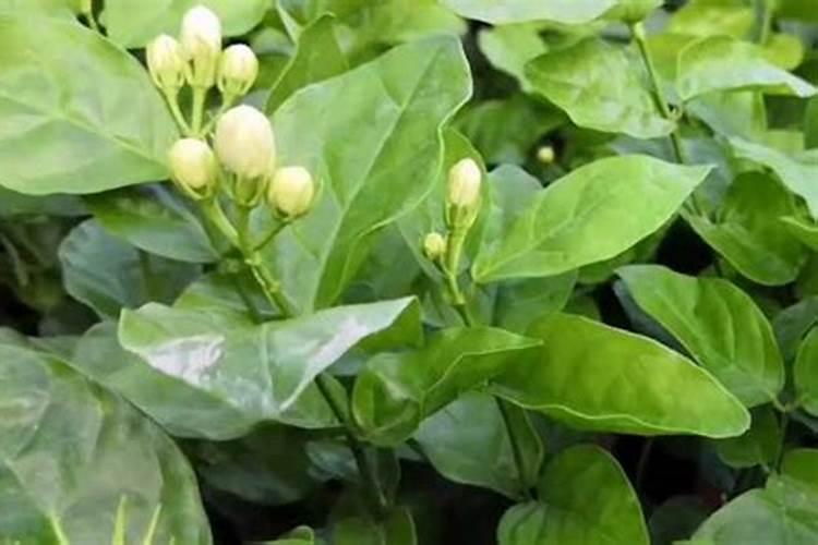茉莉花的花期和养护时间