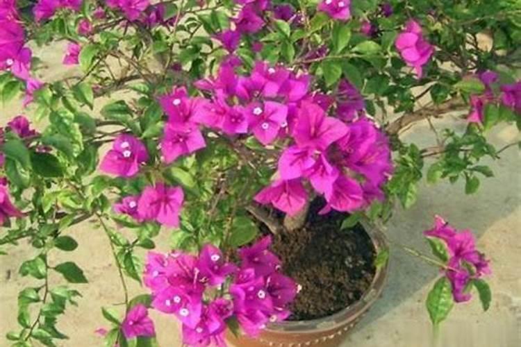 茉莉花的施肥方法