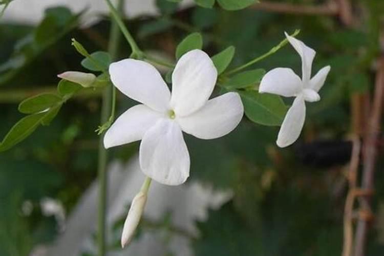盆栽茉莉花怎么施肥,4种方法让你的茉莉花满枝头
