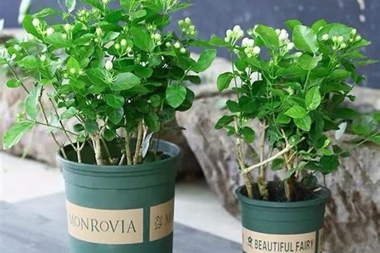 盆栽茉莉花怎么施肥,4种方法让你的茉莉花满枝头