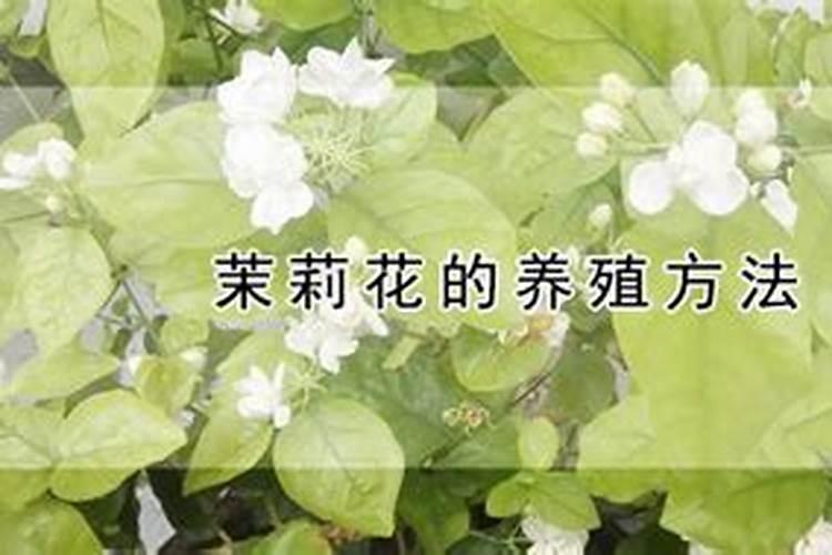 红糖水可以浇哪些蔬菜