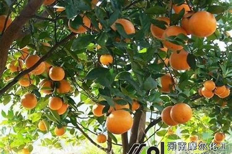 八月份清香蜜桔用什么肥料果子大得快？