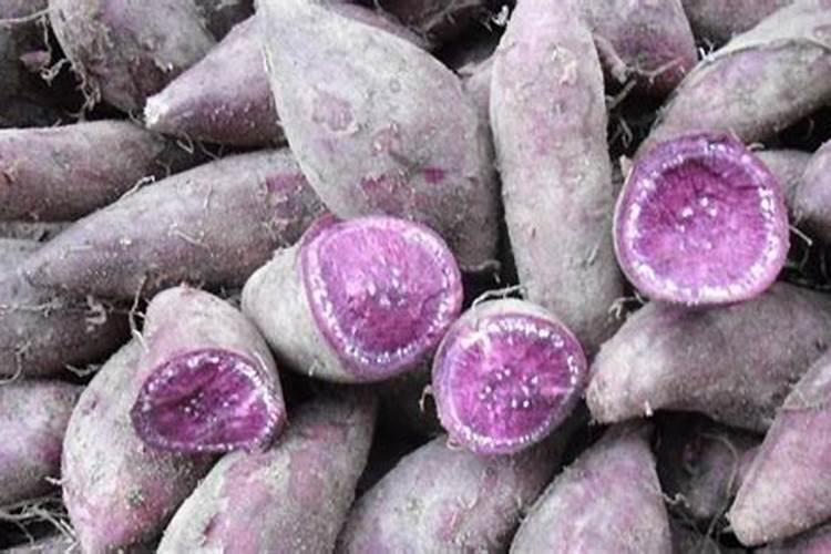 盆栽怎么种紫薯(在花盆里用土种紫薯的方法)