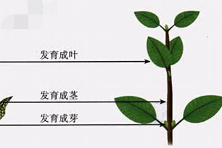 人参榕树需要施什么肥