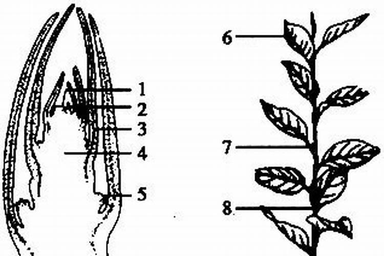 大棚油桃扣棚后开花前枝条喷施磷酸二氢钾和硼砂起作用吗？