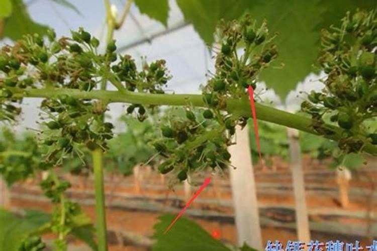 苹果几月份打硼好