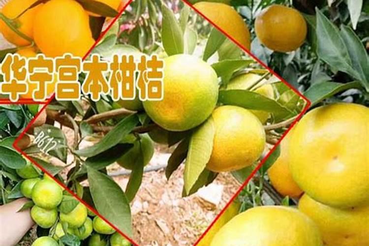 哪种牛奶营养价值最高