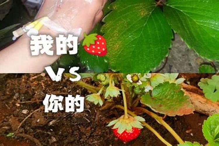 樱桃树钾肥过多会怎么样,应该怎样补救缓解？