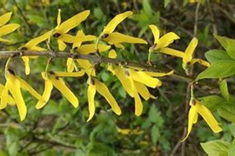 连翅开花后需要打什么药坐果好呢