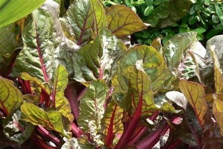 芸苔素内酯可以滴灌冲施吗一亩地冲是多少？