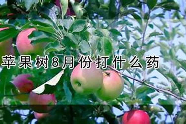 苹果树补钙的叶面肥有哪些苹果树叶面肥一年喷几次都喷什么肥