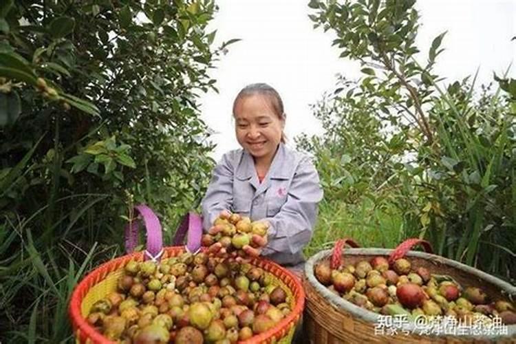 茶树生长对土壤的要求之一是喜什么,对肥料有什么要求