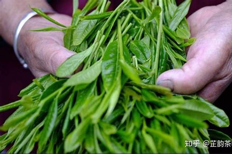 种植红花油茶籽多少钱一斤