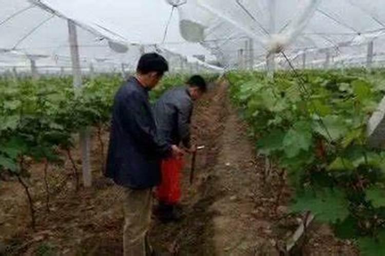 第二年的酒葡萄如何修枝、留蔓、抹芽