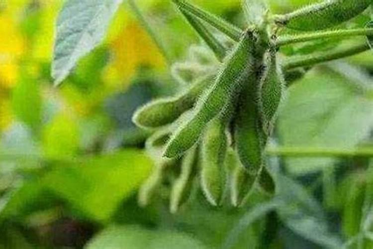 高磷水溶肥适合什么时期使用？