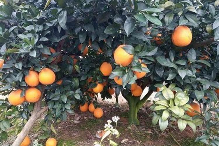 桂花树黄叶是怎么回事 黄叶落叶原因及补救方法