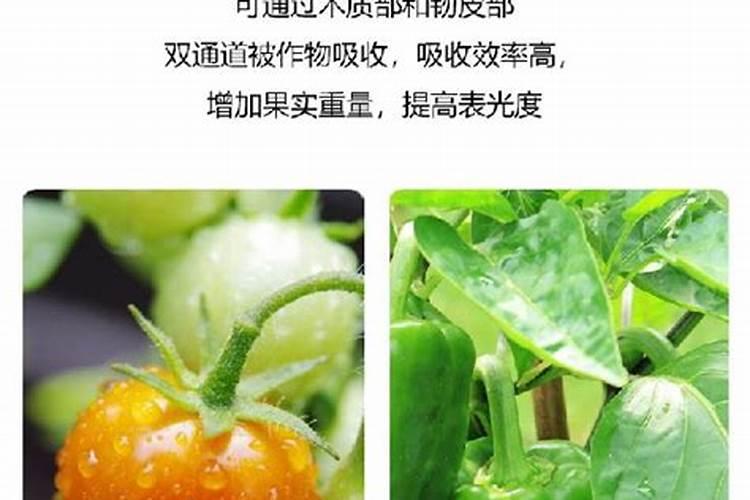温室大棚钙肥应用注意事项