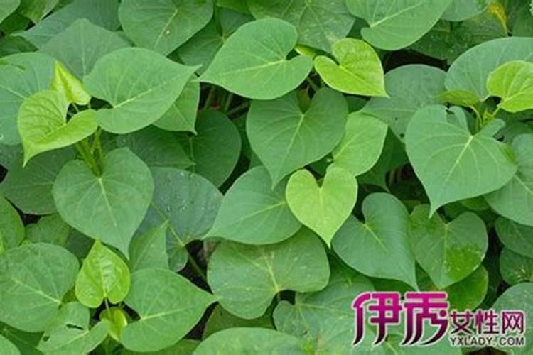 海鲜壳做花肥