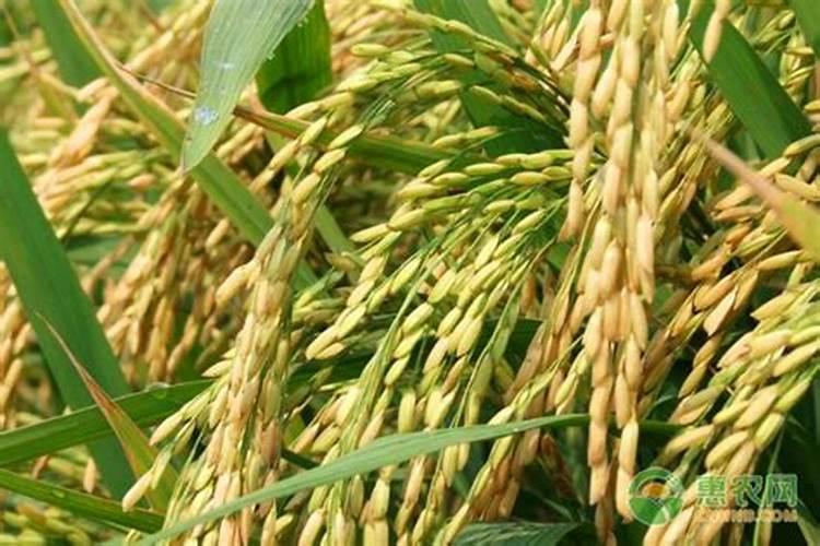 菜籽饼如何发酵成水溶肥料