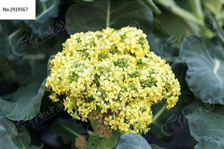 西兰花追肥用什么肥料好