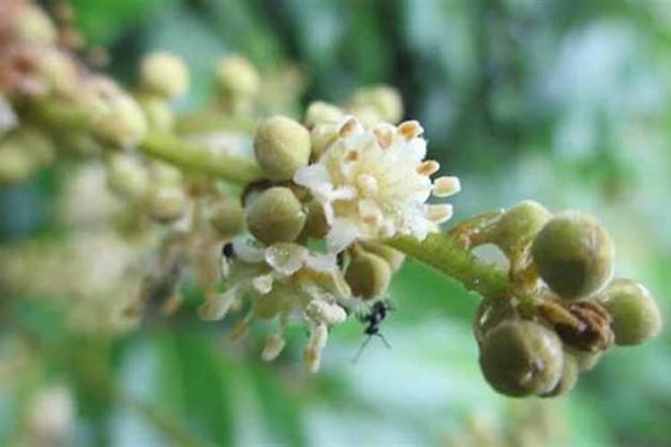 龙眼花期需要什么肥料