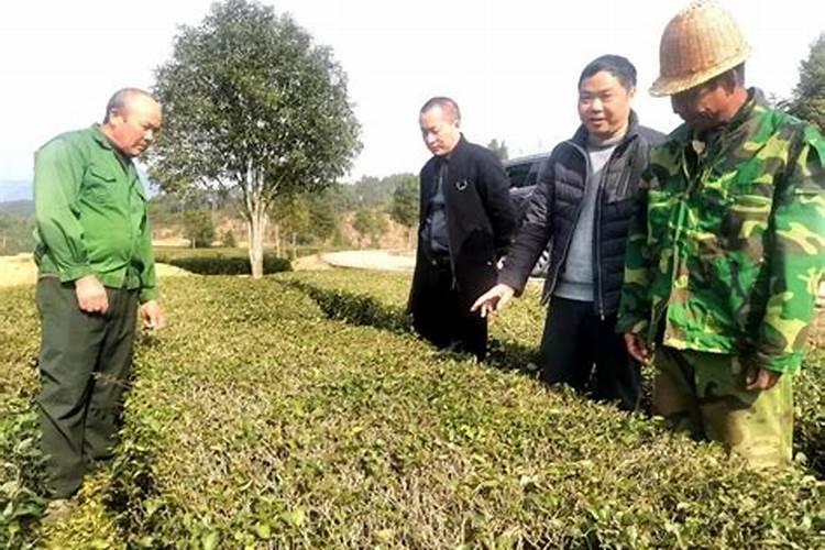 流体硼叶面肥的用量及使用,流体硼叶面肥在玉米什么时候用