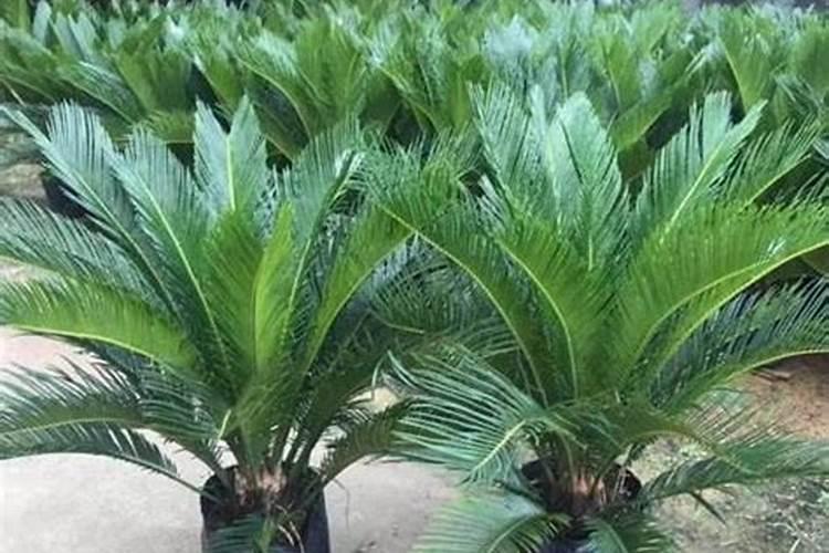 西瓜膨大期应该用什么肥料