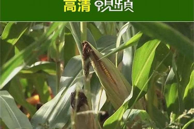 徐州有多少骨粉厂家
