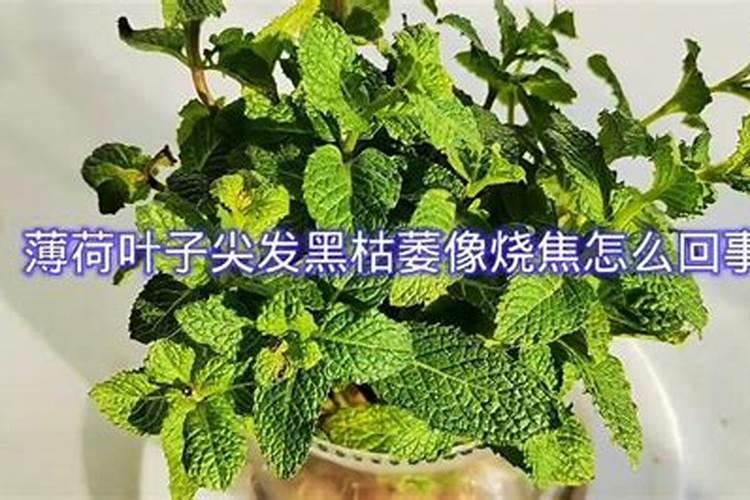 兰花叶子尖头发黑什么原因造成的(叶尖发黑毛病处理技巧)
