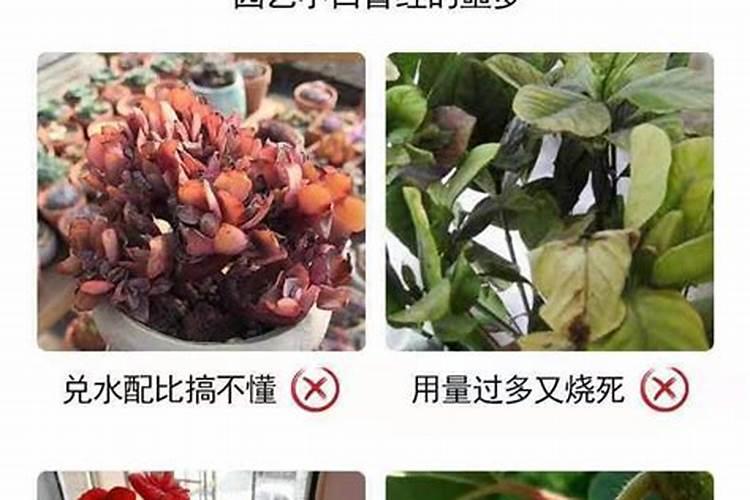 让多肉叶片肥厚施什么肥？