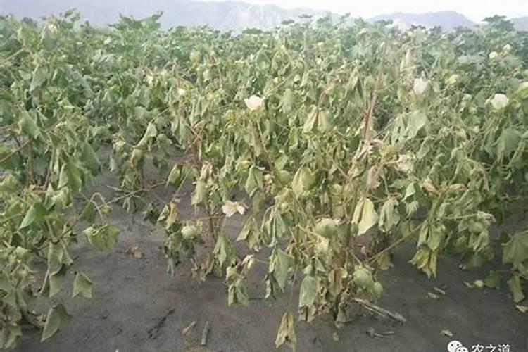 棉花头水钾肥上多了有坏处吗