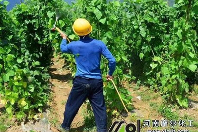 葡萄夏天多久浇一次水