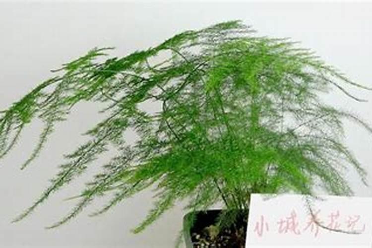 绵竹市涌泉白肥厂怎么样？