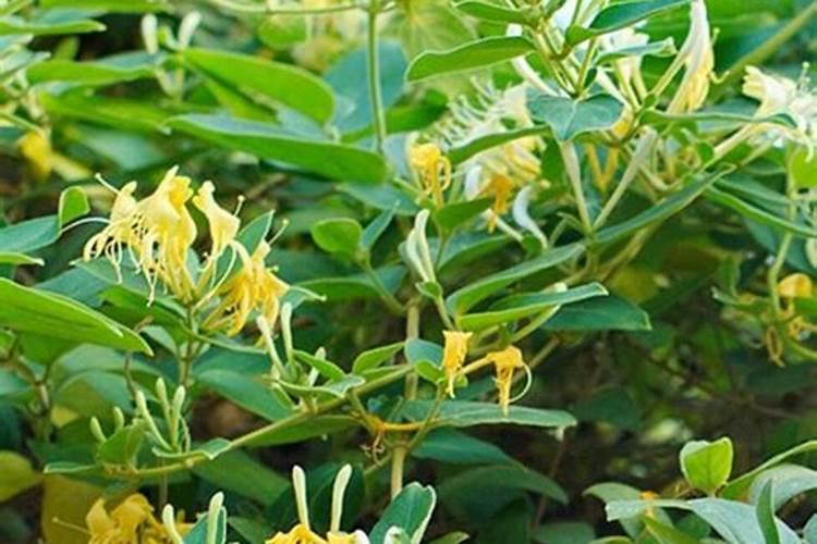金银花上什么肥料最合适,金银花的正确施肥方法介绍