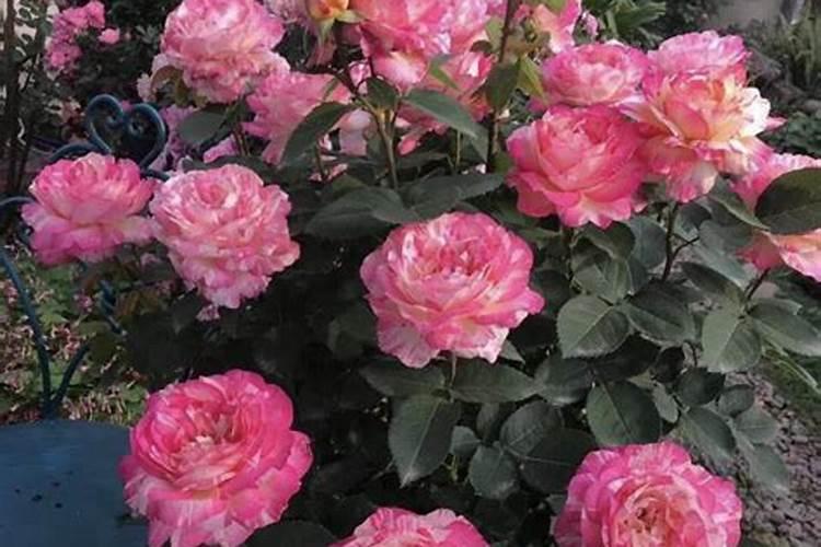 盆栽绣球花、月季、桂花怎么养？