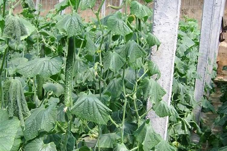 一年四季可以养的花、一年四季都好养的花