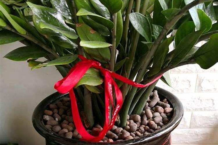 家里什么东西可以给花当肥料,家里有什么可以代替植物肥料