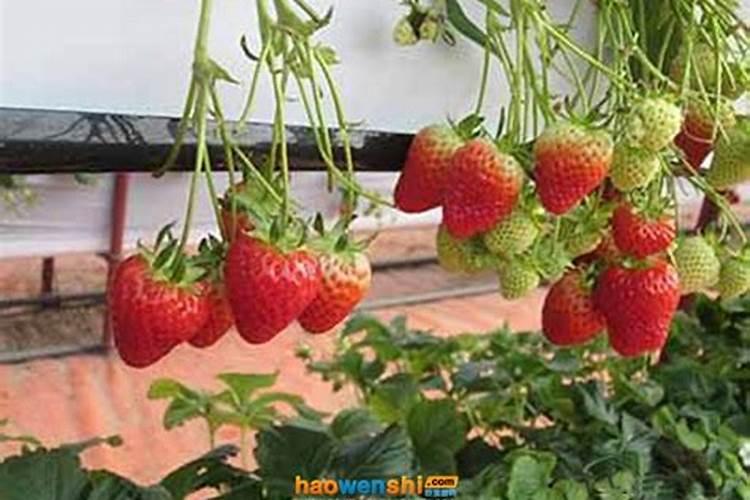 沉香苗一棵放多少羊粪合适