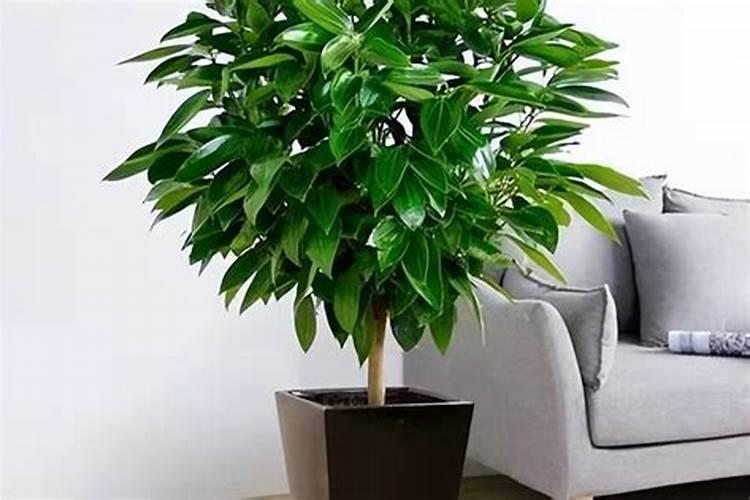 河南大蒜最出名三个地方