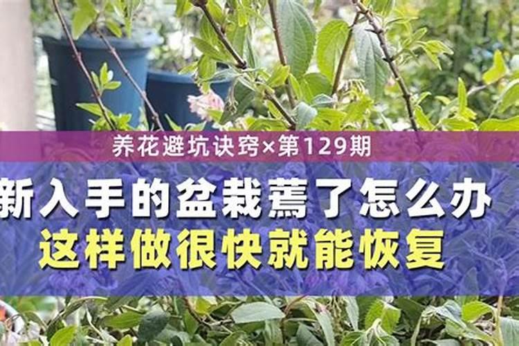 芍药叶子发蔫原因及补救方法