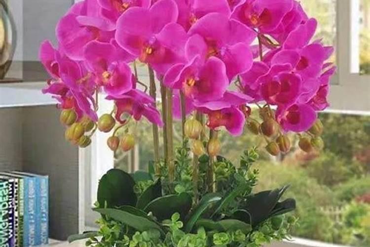 花盆施什么肥