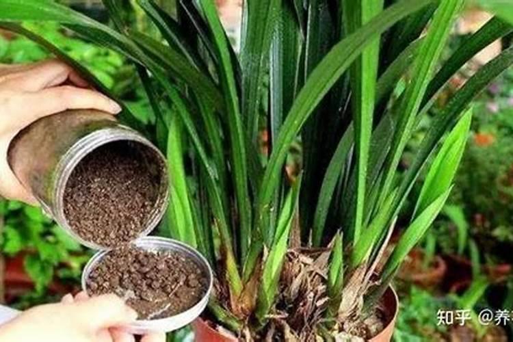 盆花怎样进行合理施肥