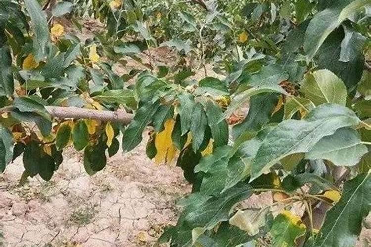 水溶肥的使用方法