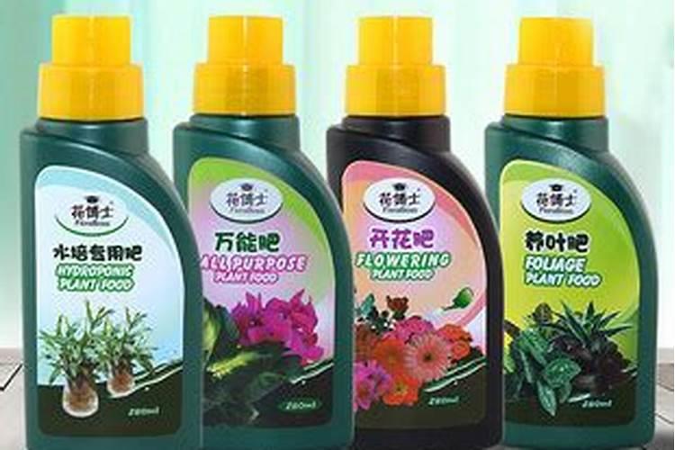 洋牡丹一年开几次花