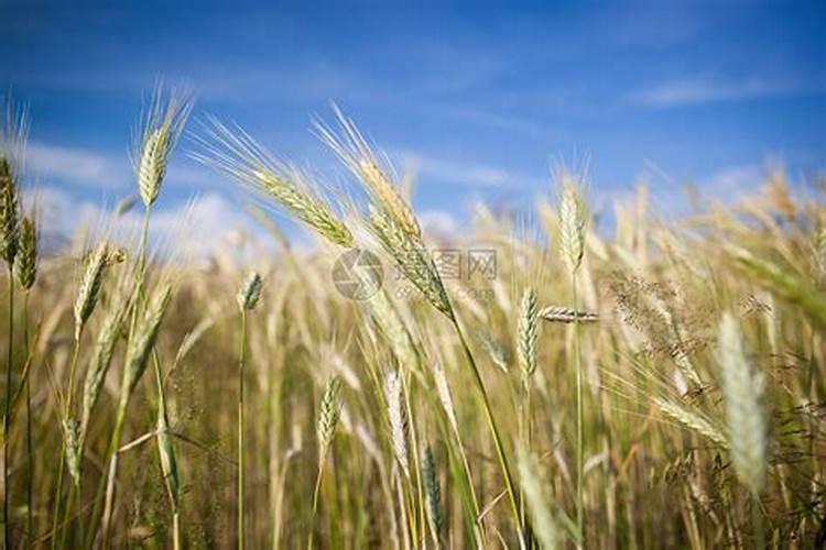 种植玉米,要什么时候打叶面肥合适？