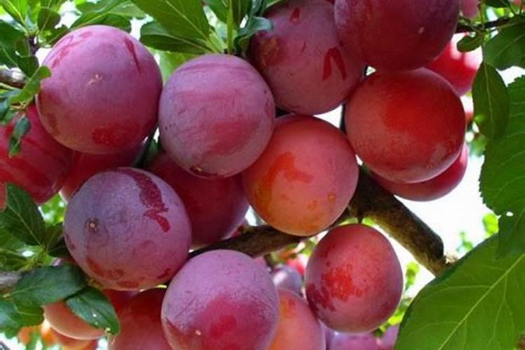 厚强李子苗基地分享李子树怎么喷叶面肥？