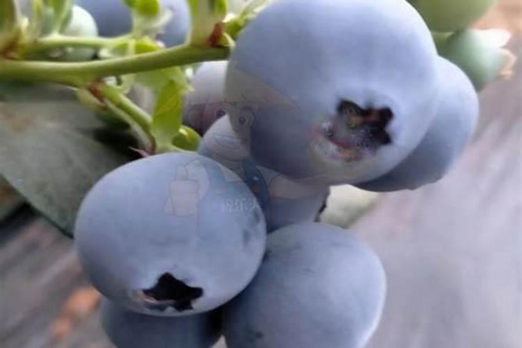 小麦拔节期,追什么肥料好